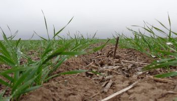 Diversos escenarios afectan al cultivo de trigo