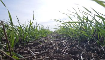 Fuerte avance en la siembra de trigo antes de las lluvias