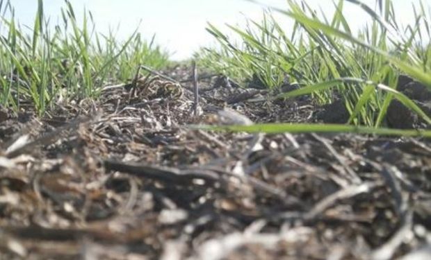 Lote de trigo sobre rastrojo de soja, en pleno proceso de desarrollo, en el centro del departamento San Martín.-