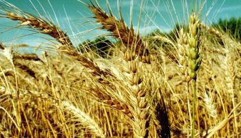 En Uruguay se desaniman con el trigo