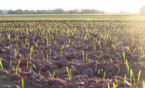 Ensayos determinaron que suelos prístinos no presentan deficiencias de Zinc.