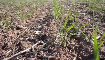 Santa Fe: avanza la siembra de trigo