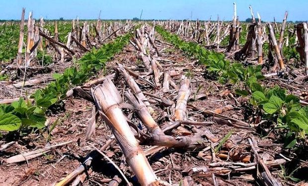 La Siembra Directa ayuda a prevenir las inundaciones.