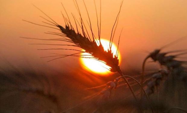 El trigo para grano, la cebada y el centeno son algunos de los cultivos recomendados.