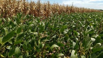 La reina en jaque: el maíz podría quitarle 300 mil hectáreas a la soja
