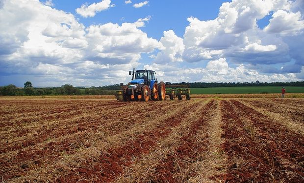 Productores se encuentran ante una disyuntiva particular.