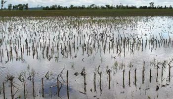 Estados Unidos: la siembra de soja avanzó más lento que lo esperado