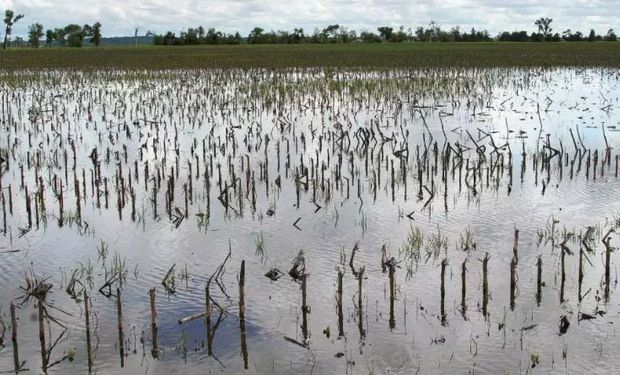 El USDA actualizó el avance de la campaña 2019/20.