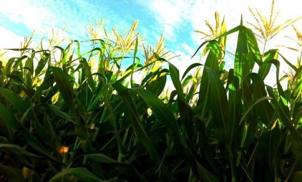 En Brasil las autoridades económicas subsidian la producción de maíz porque entienden que se trata de un insumo estratégico.