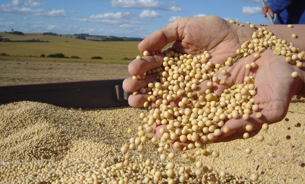 Agroconsult estimó un crecimiento del área sojera del 1,5%.