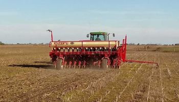 Trigo: la siembra alcanzó el 60 % de lo estimado en la zona núcleo y avanza entre falta de agua y excesos
