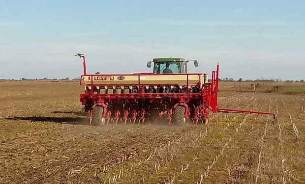 Trigo: la siembra alcanzó el 60 % de lo estimado en la zona núcleo y avanza entre falta de agua y excesos