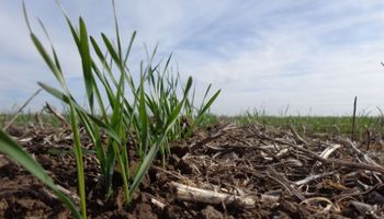 Inicio anticipado para el trigo: hay un fuerte adelanto en la siembra contra el año pasado