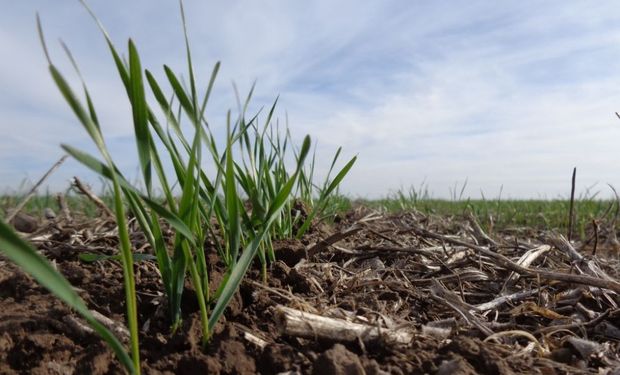 Inicio anticipado para el trigo: hay un fuerte adelanto en la siembra contra el año pasado