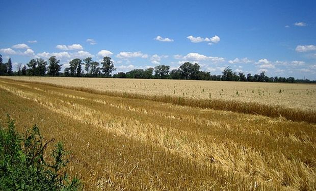 Canadá: Reducen área de trigo
