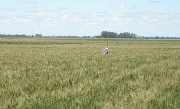 El trigo podría ocupar este año cuatro millones de hectáreas (La Voz/Archivo).