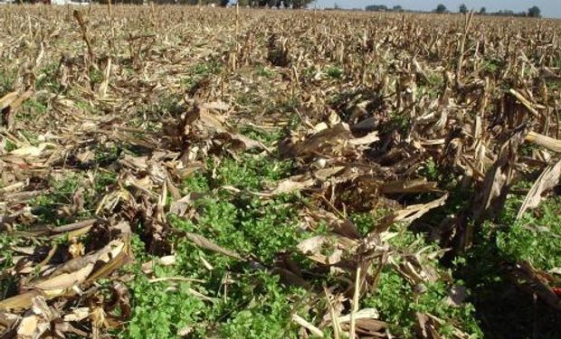 Trigo en suspenso por los excesos de agua