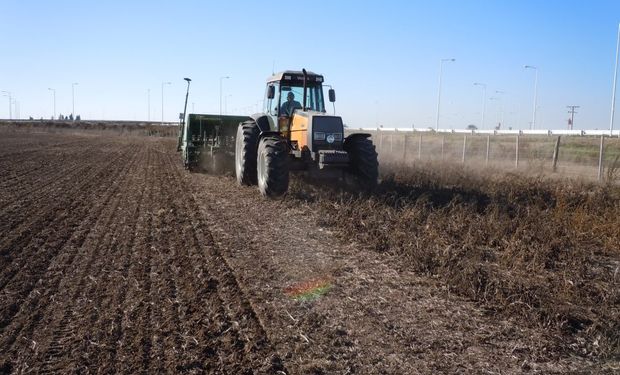 En la campaña 2003/2004 los productores argentinos sembraron cerca de 6 millones de hectáreas con trigo.