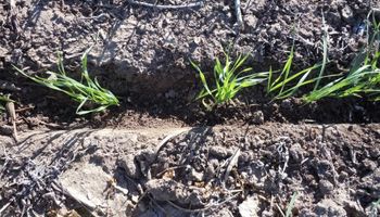 Comenzó la siembra de los primeros trigos: en Córdoba faltan algunas lluvias
