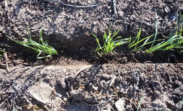 Comenzó la siembra de los primeros trigos: en Córdoba faltan algunas lluvias