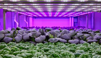 Ofrecen iluminación LED para atenuar el impacto de la sequía: el ejemplo exitoso de aplicación en tomates