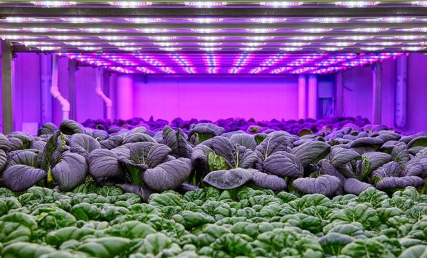 Ofrecen iluminación LED para atenuar el impacto de la sequía: el ejemplo exitoso de aplicación en tomates