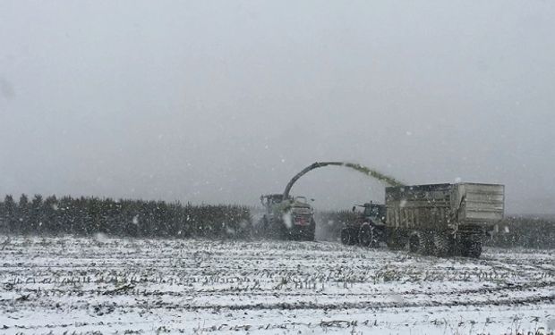 Las cotizaciones de maíz operaron en alza soportados por los pronósticos de nevadas en la región productiva.