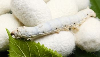 Impulsan la producción de seda en la Argentina