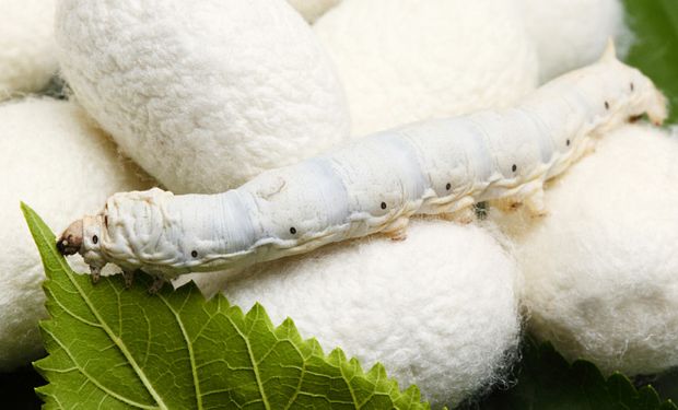 Aunque la producción de seda en el mundo comenzó hace miles de años, en la Argentina todavía es incipiente.