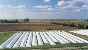 Pérdidas millonarias por demorar venta de soja