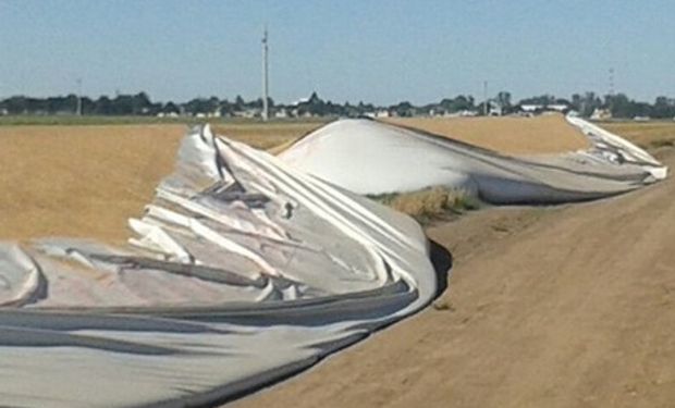 Uno de los silobolsas destruidos, con soja. Foto: Cartez