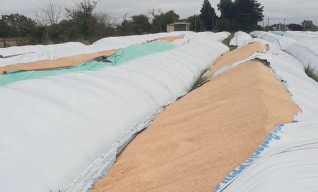 “Estamos consternados": destruyen silo bolsas de trigo y soja en la planta de acopio de una cooperativa