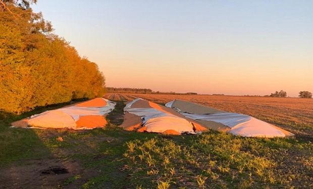 Silo bolsas vandalizados en la zona de Junín