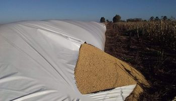 Inseguridad rural: rompen silobolsas en Córdoba y roban 30 lechones en Buenos Aires
