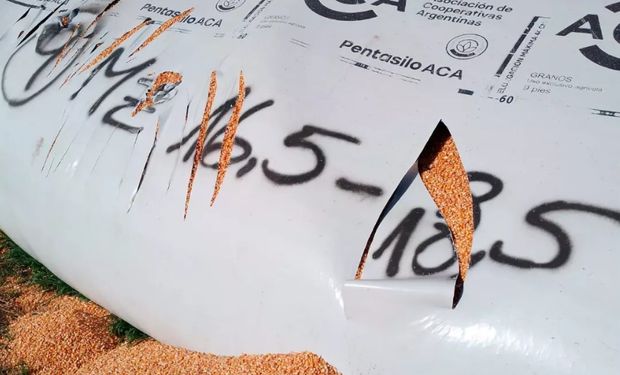 Les destrozaron silo bolsas con 1000 toneladas de maíz con cuchillos y sienten una "gran indignación": cuál es la principal hipótesis