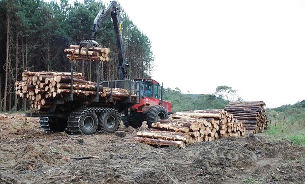 O valor da produção da silvicultura superou o da extração vegetal, o que ocorre desde o ano 2000. (foto - Embrapa)