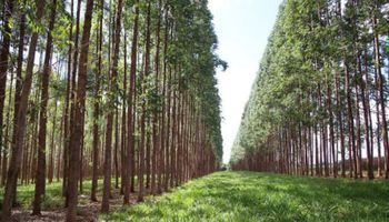 Produção Florestal: ranking do IBGE revela líderes da silvicultura e do extrativismo