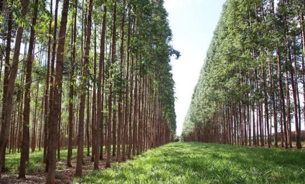 Produção Florestal: ranking do IBGE revela líderes da silvicultura e do extrativismo