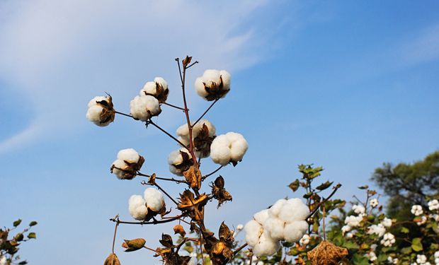 Síndrome da "haste verde" gera perdas de até 100% da lavoura de algodão