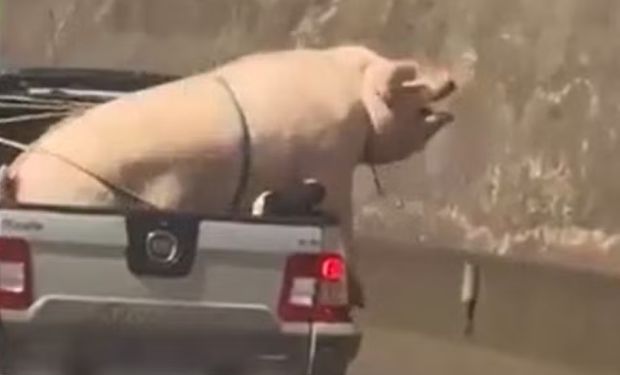 Porco gigante e cabrito são transportados de forma irregular em caçamba de caminhonete 