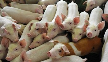 Lanzan una nueva herramienta para transparentar la producción porcina