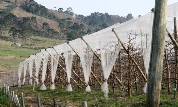 Sistema funciona como uma cobertura de pomares e aumenta a segurança na produção. (Foto - Epagri)