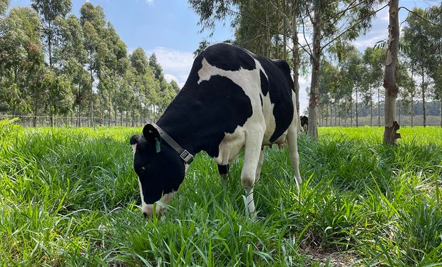 Adoção dessas práticas de manejo sustentáveis também gera vários benefícios socioeconômicos. (foto - Embrapa)