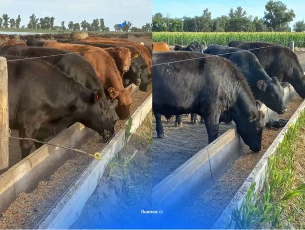 Sistema feedlot