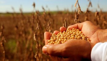 Soja: aprueban marcadores ópticos con inteligencia artificial para identificar la variedad y garantizar la calidad genética
