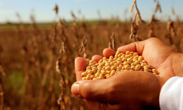 Soja: aprueban marcadores ópticos con inteligencia artificial para identificar la variedad y garantizar la calidad genética
