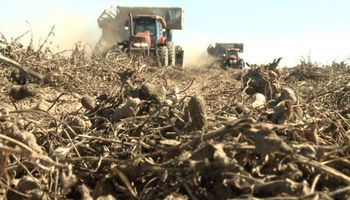 Cómo impacta en el campo la eliminación de retenciones que anunció el Gobierno