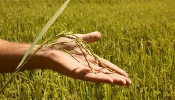 Estiman que la siembra de arroz caerá un 10% esta campaña en el Litoral