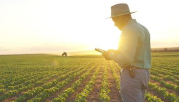 SLC bate recorde de produtividade no milho e fecha 2025 com receita de R$ 8,6 bilhões