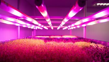 SLC une-se à Pink Farms para avanços em ambientes controlados